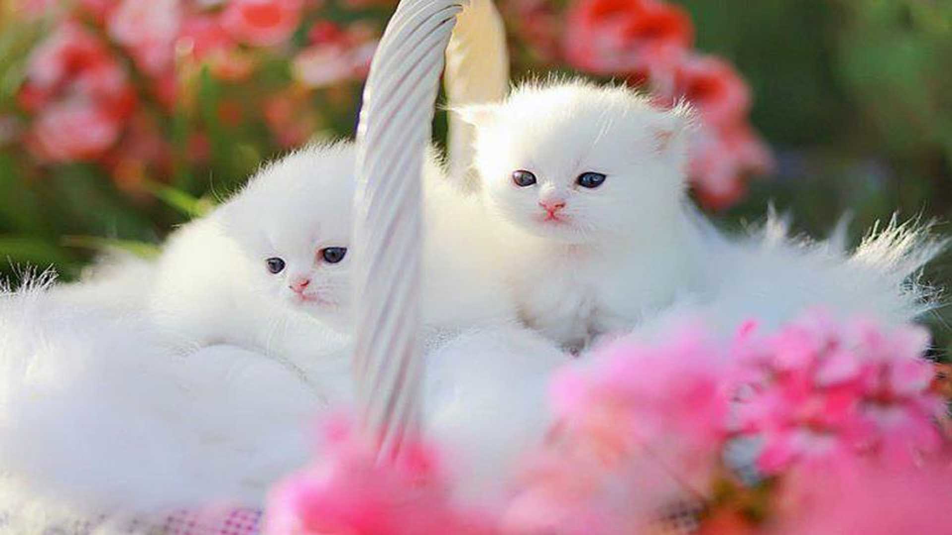Розовые обои с котиками фото