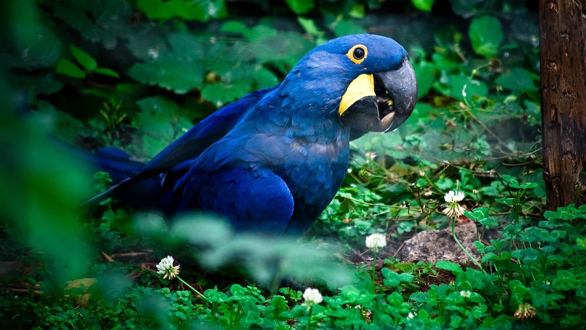 Hyacinth Macaw Wallpapers Wallpaper Cave