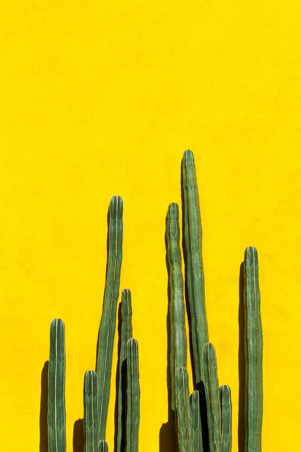 Aesthetic Cactus Wallpapers Wallpaper Cave