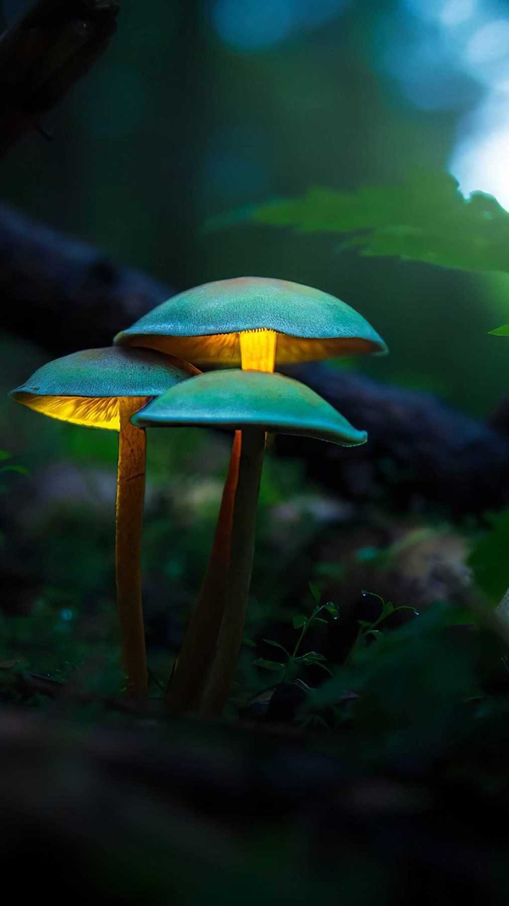 Weirdcore Mushrooms Wallpapers Wallpaper Cave