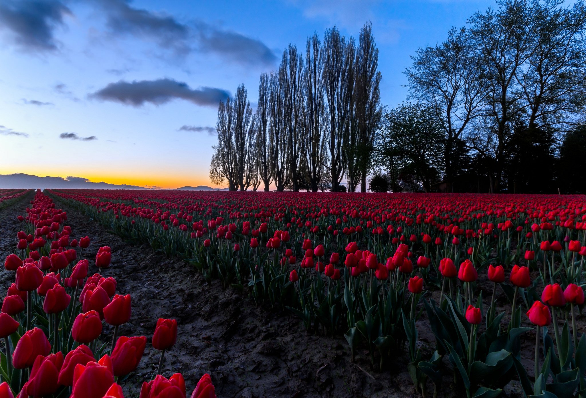 Tulip Field At Dawn Wallpapers Wallpaper Cave