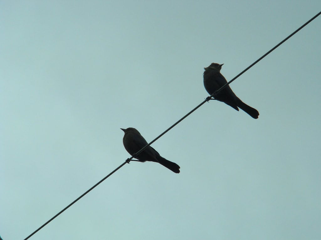 Two Birds On Wire Wallpapers Wallpaper Cave