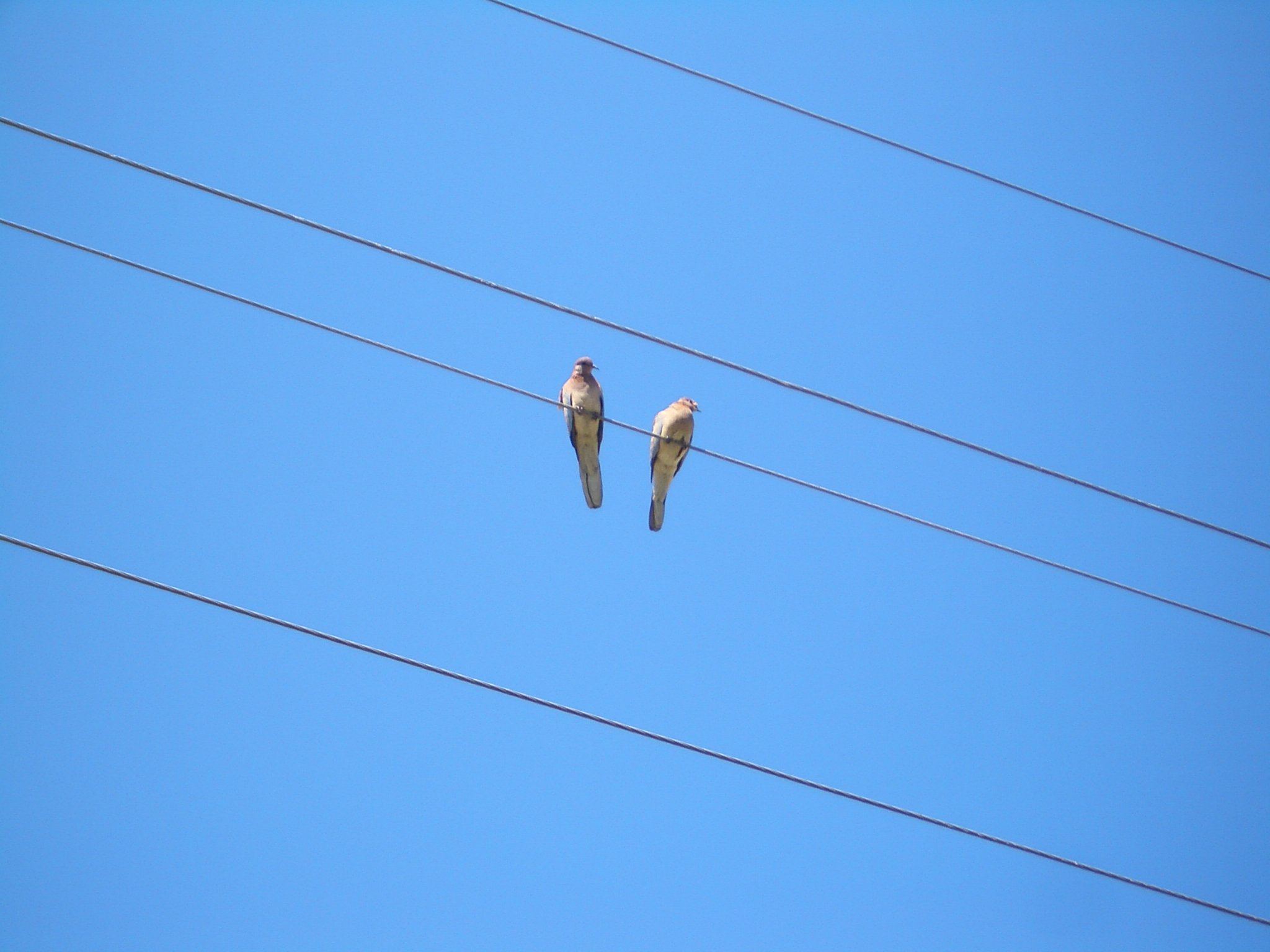 Two Birds On Wire Wallpapers Wallpaper Cave