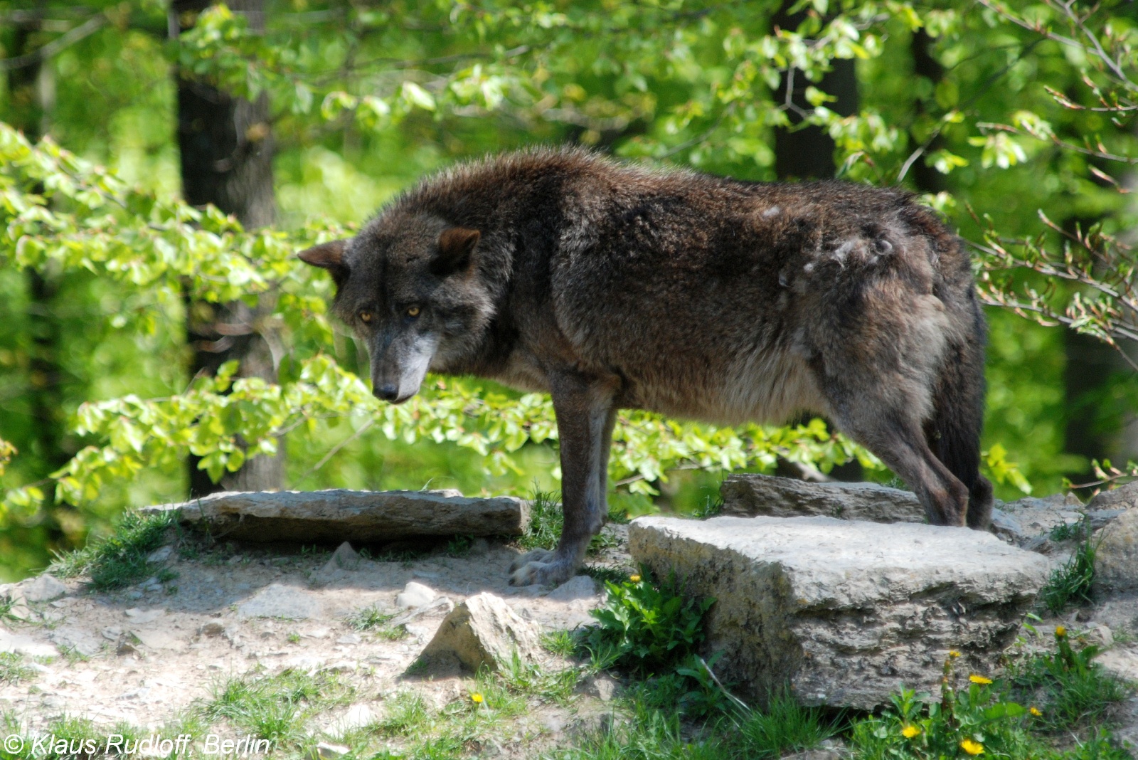 Иберийский волк фото