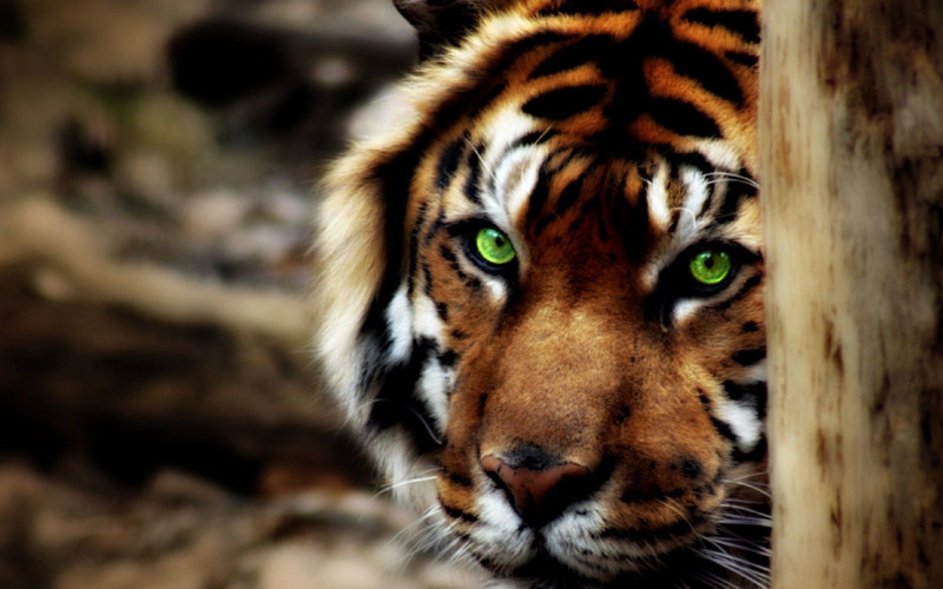 Eye of the tiger midget