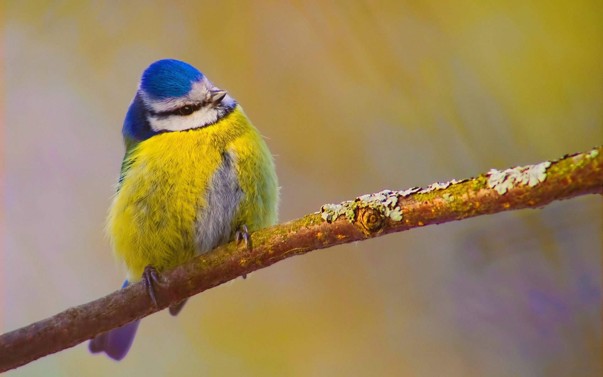 Eurasian Blue Tit Wallpapers Wallpaper Cave