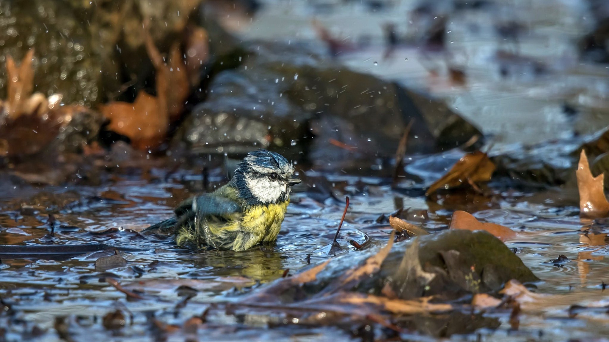 Eurasian Blue Tit Wallpapers Wallpaper Cave