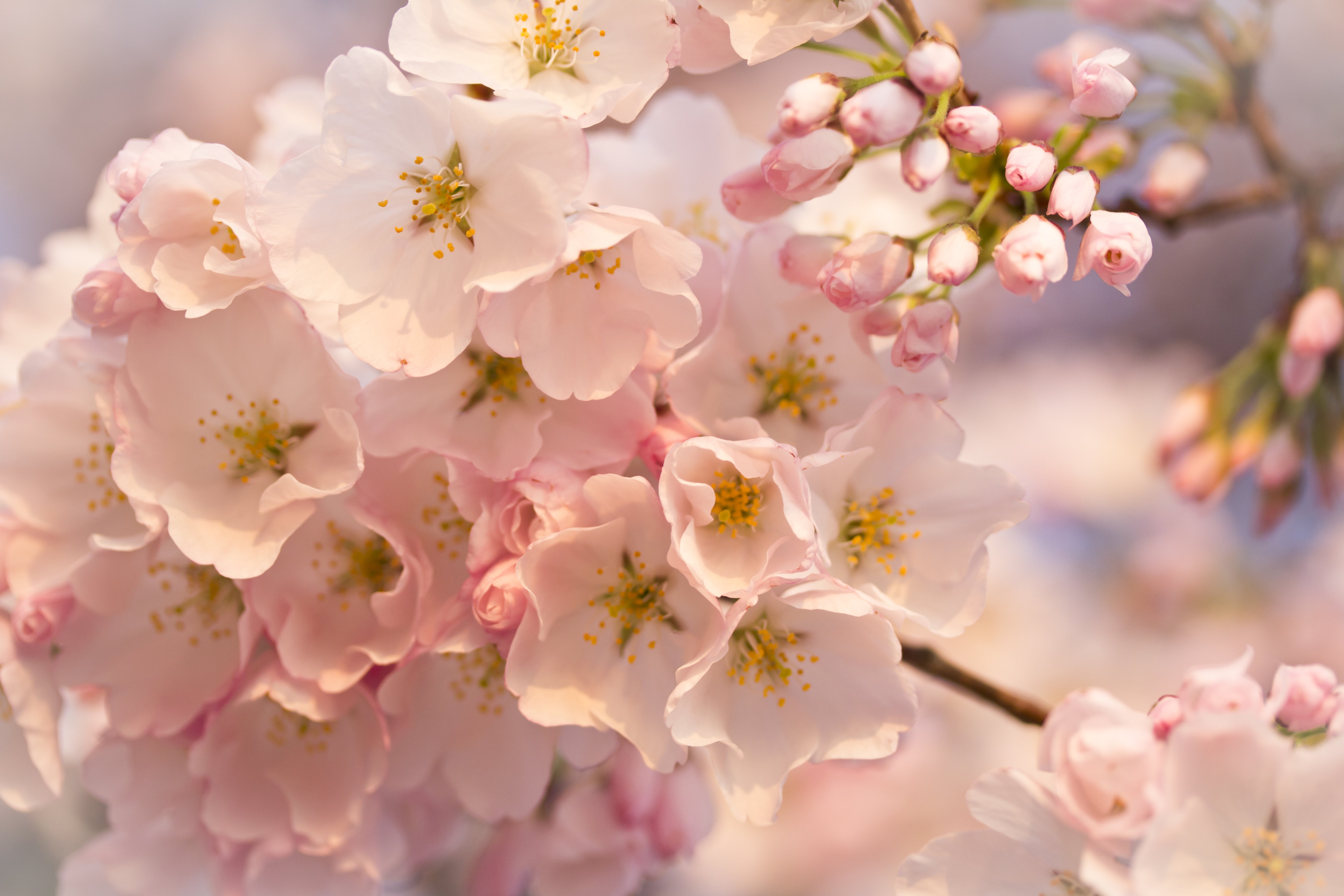 Light Spring Flowers Wallpapers Wallpaper Cave