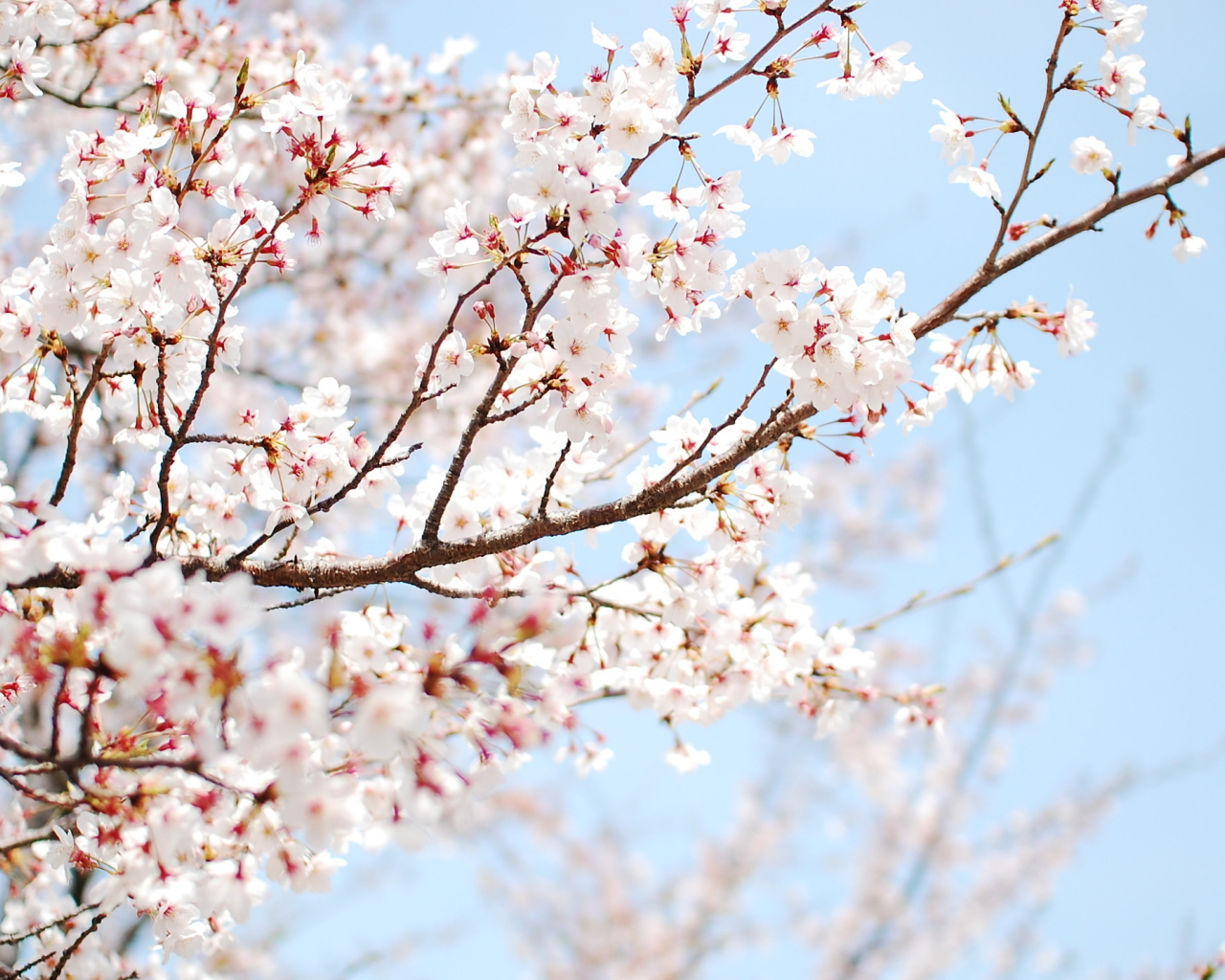 Blossom Tree Aesthetic Wallpapers Wallpaper Cave