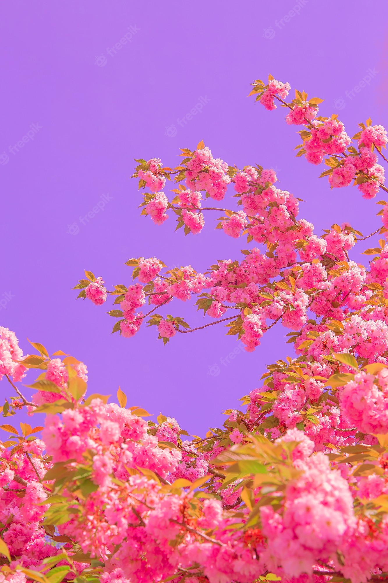 Blossom Tree Aesthetic Wallpapers Wallpaper Cave