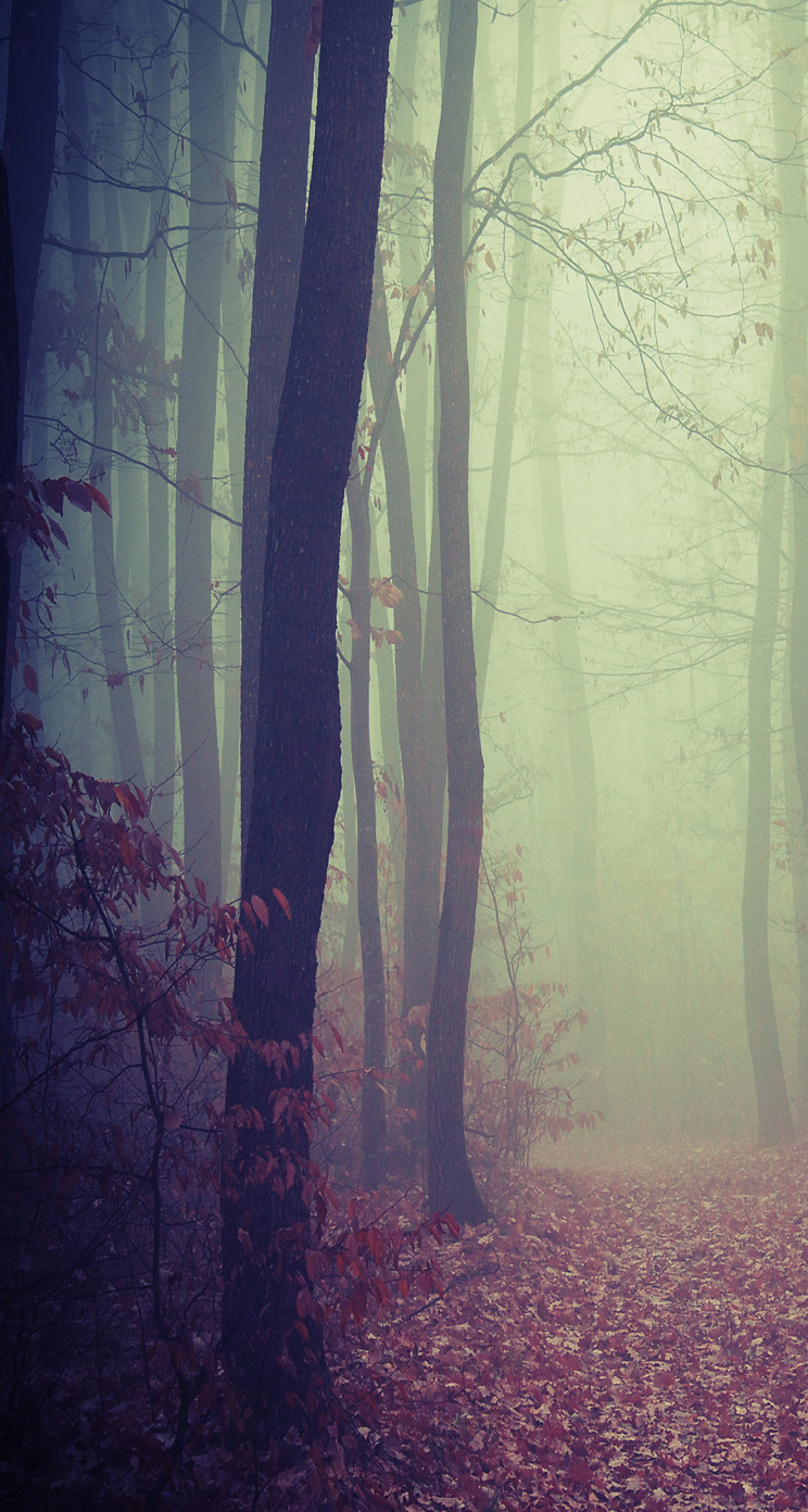 Foggy Woods Wallpapers Wallpaper Cave