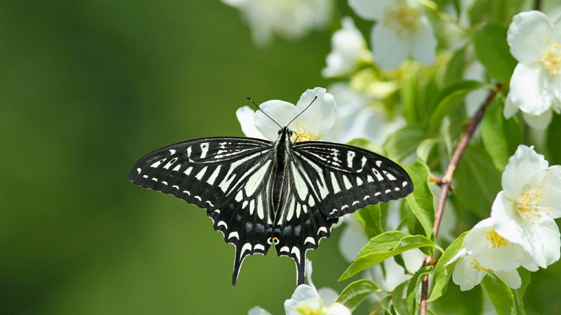 Swallowtail Butterfly Wallpapers Wallpaper Cave