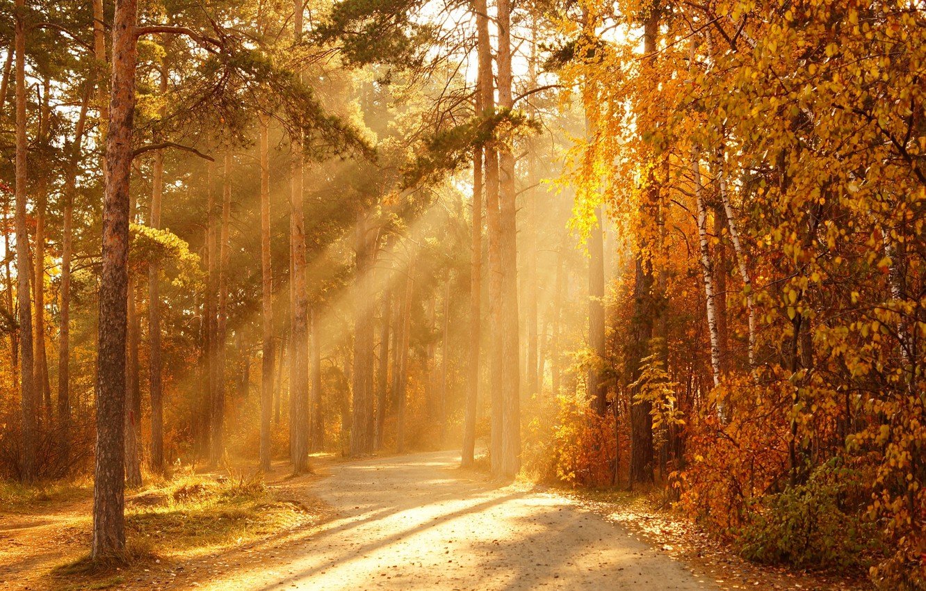 Autumn Sunrays Wallpapers Wallpaper Cave