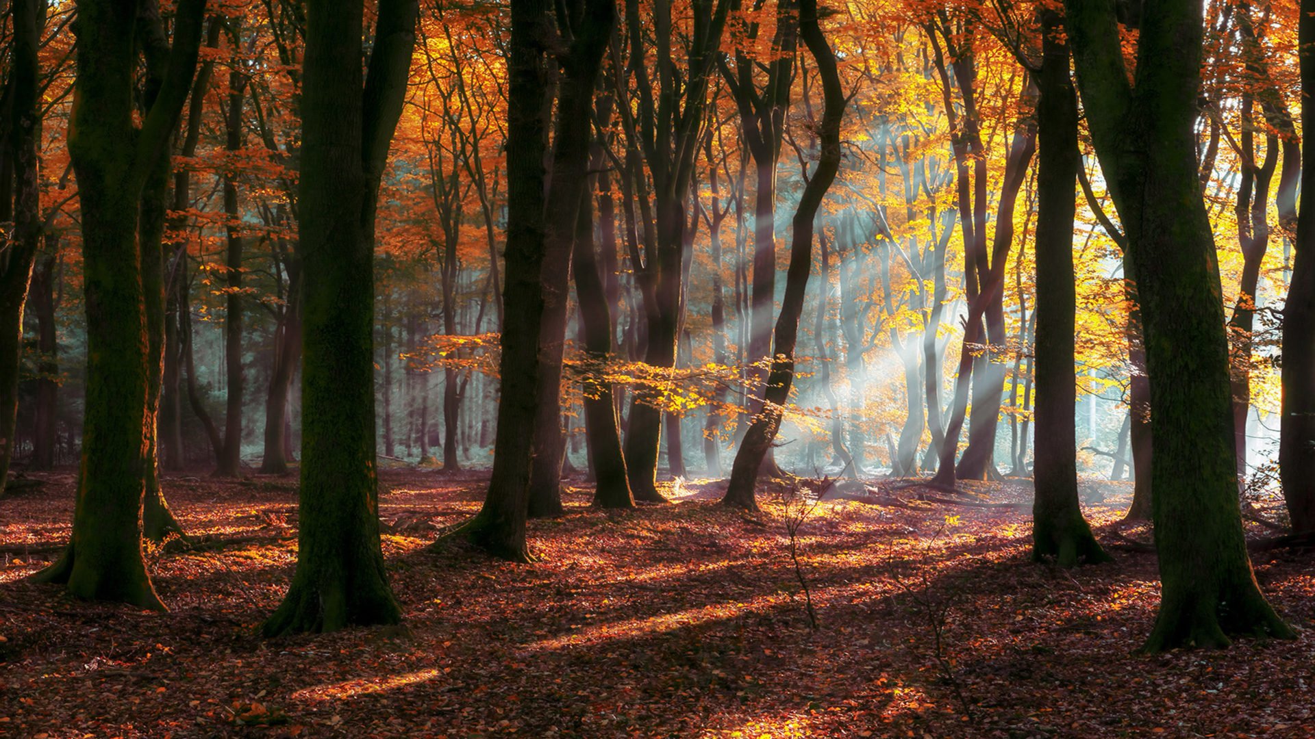 Autumn Sunrays Wallpapers Wallpaper Cave