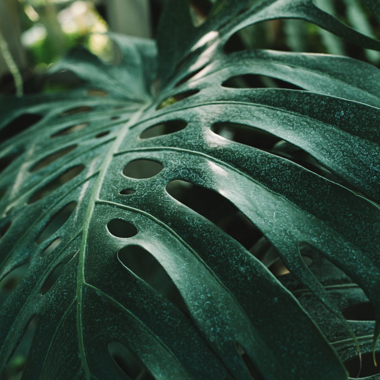 Monstera Leaf Wallpapers Wallpaper Cave