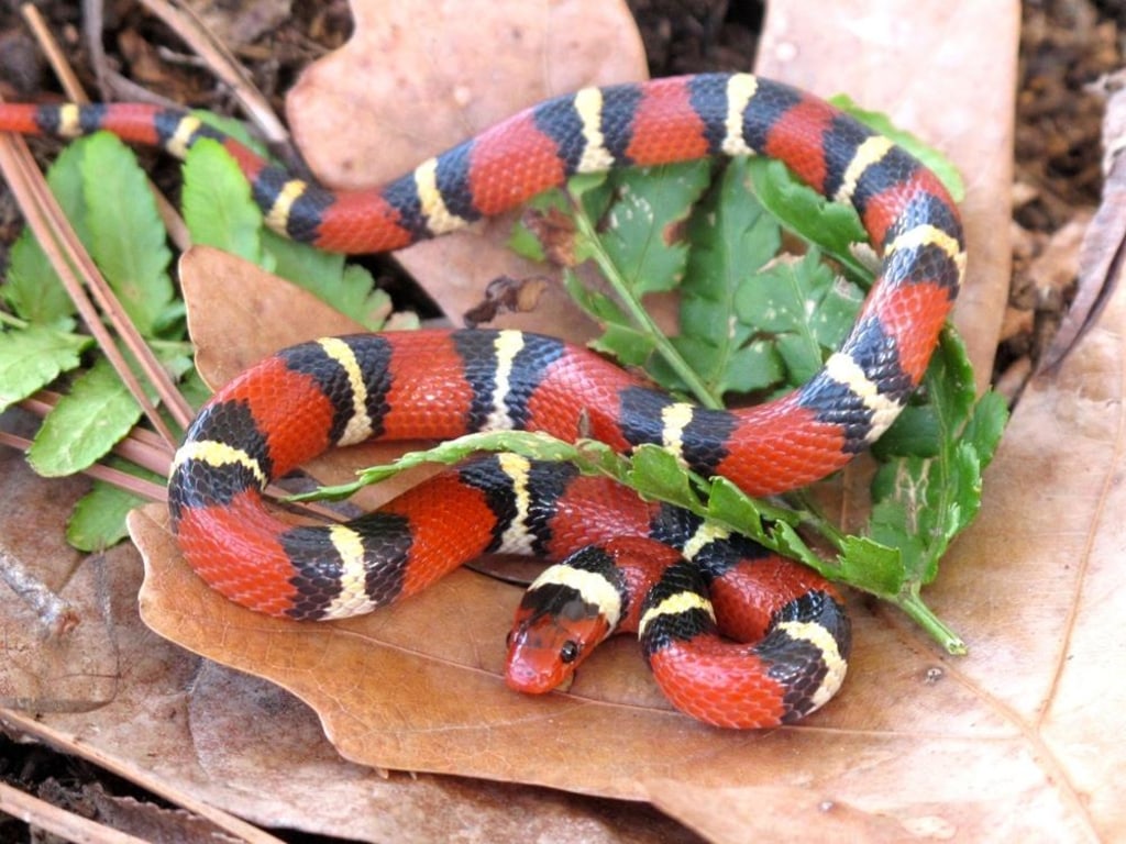 Coral Snake Wallpapers Wallpaper Cave