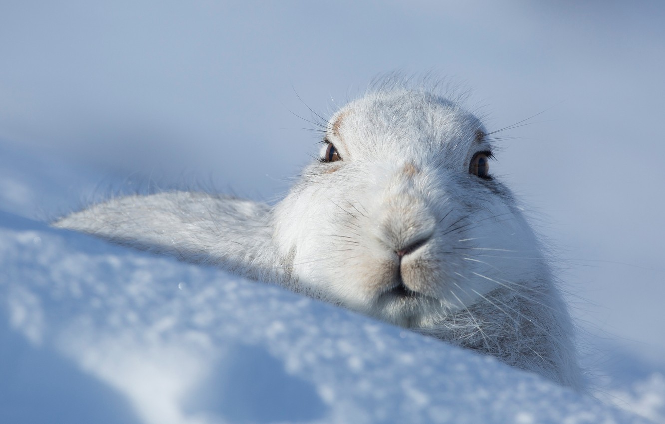 Snow bunny head