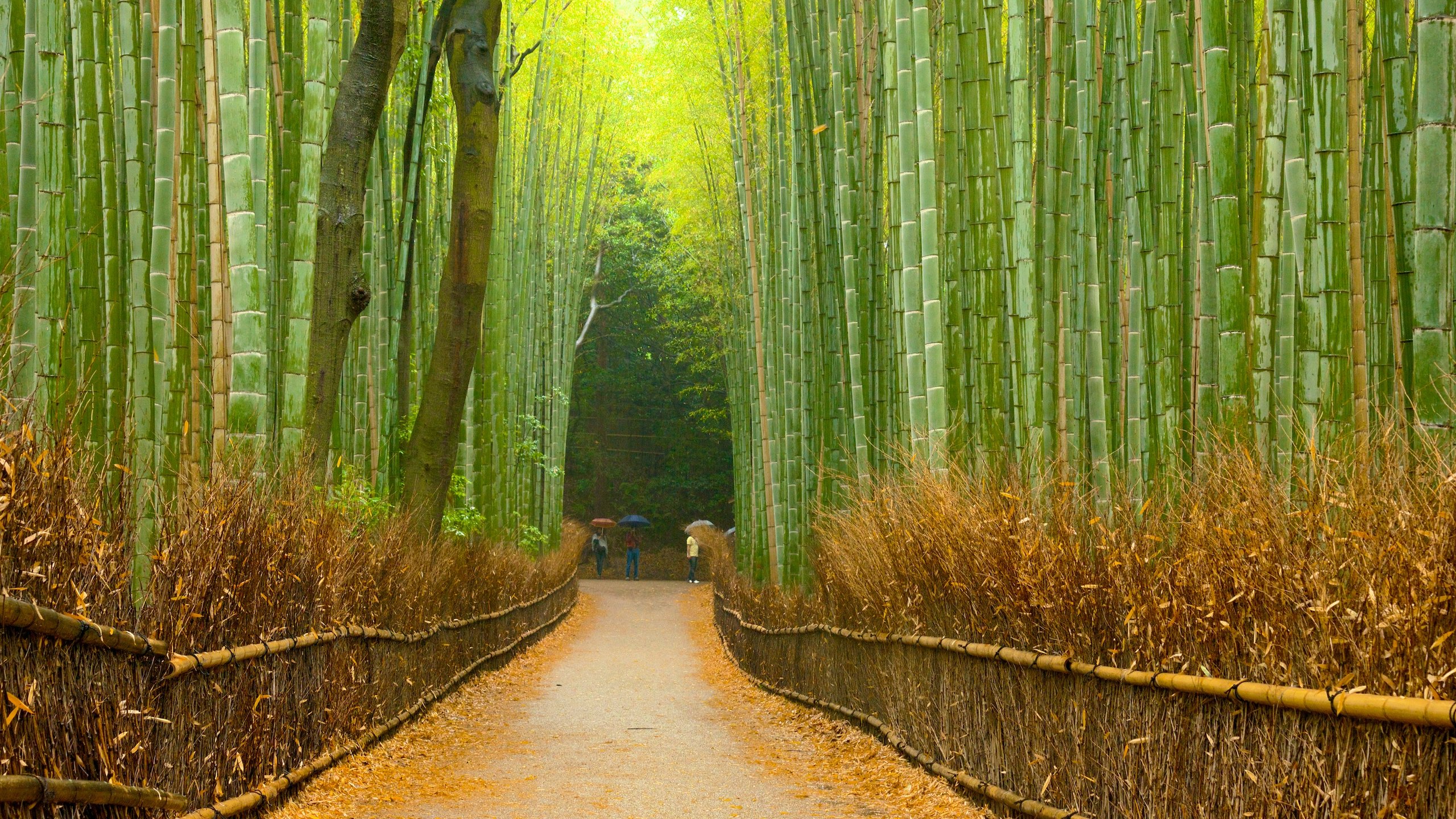 Autumn Bamboo Wallpapers Wallpaper Cave