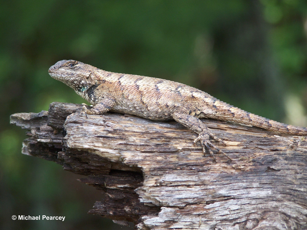 Eastern Fence Lizard Wallpapers Wallpaper Cave