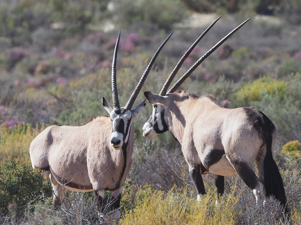 Gemsbok Wallpapers Wallpaper Cave