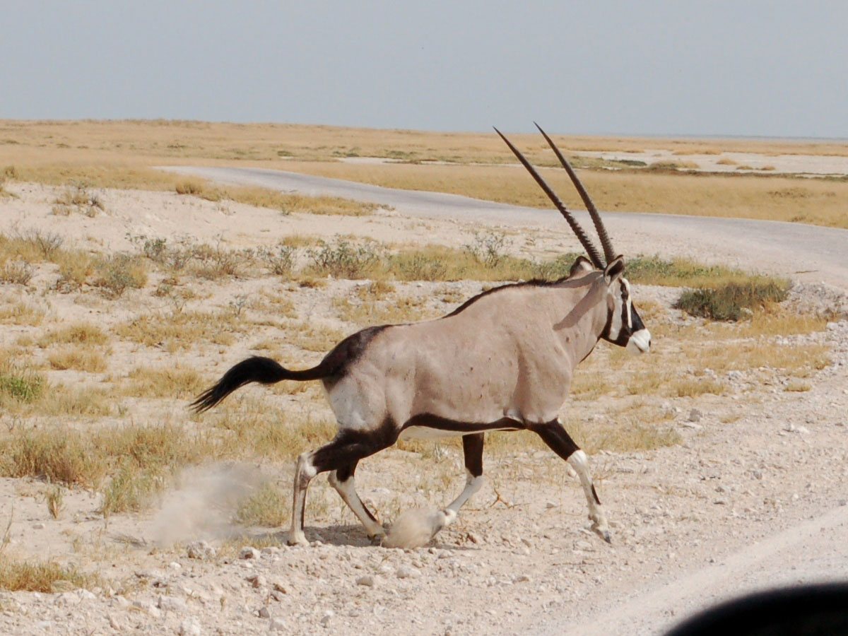 Gemsbok Wallpapers Wallpaper Cave