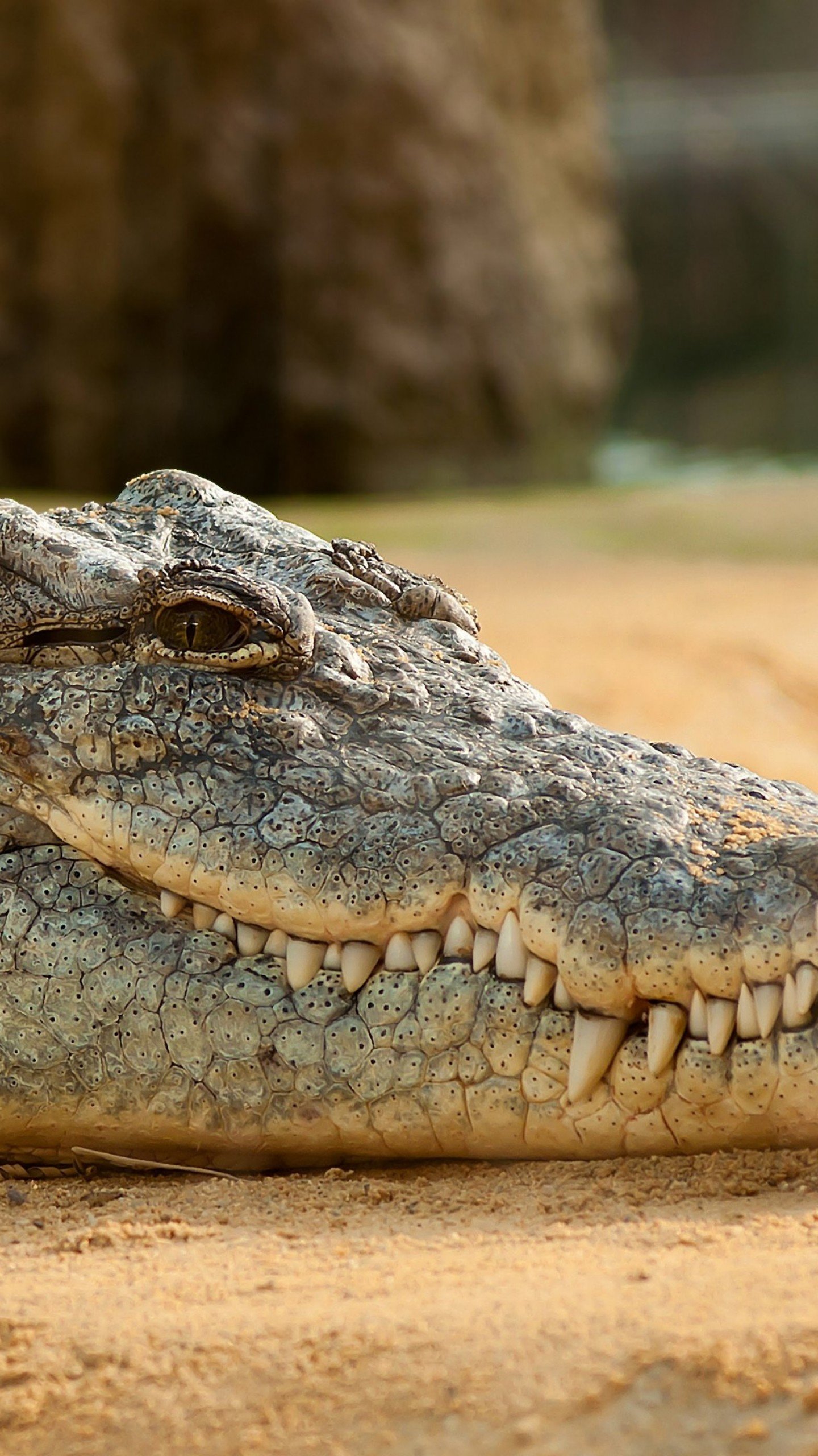 Nile Crocodile Wallpapers Wallpaper Cave