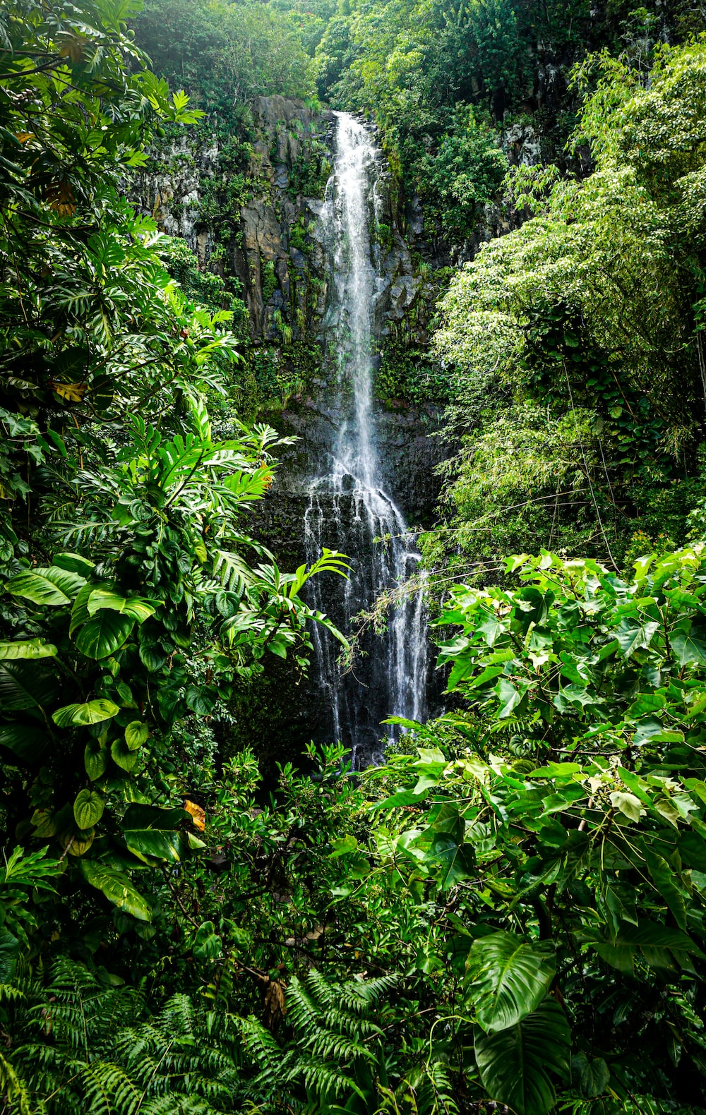 The Rainforest Wallpapers Wallpaper Cave