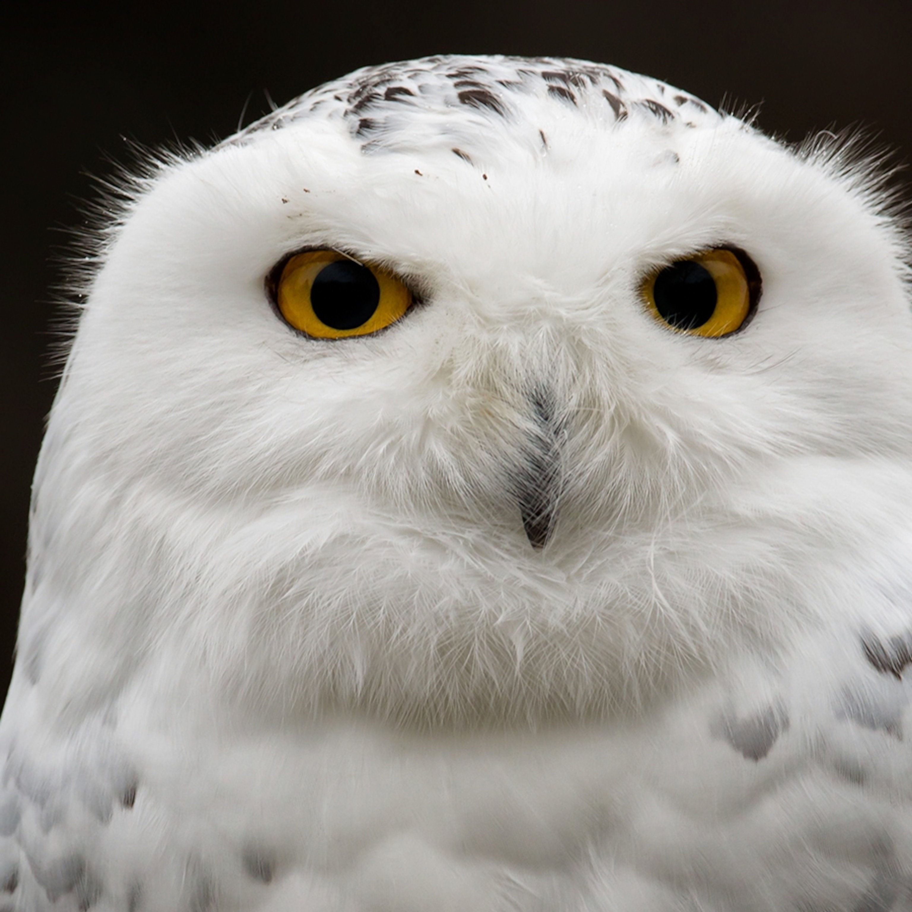 Snow Owl Wallpapers Wallpaper Cave