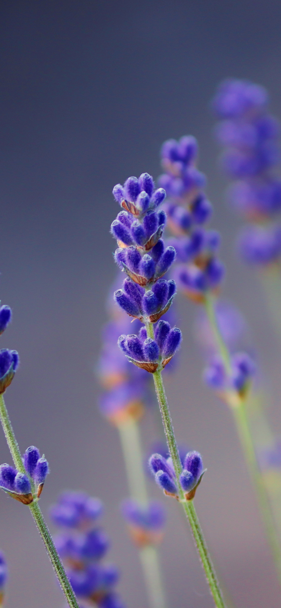 Lavender Phone Wallpapers Wallpaper Cave