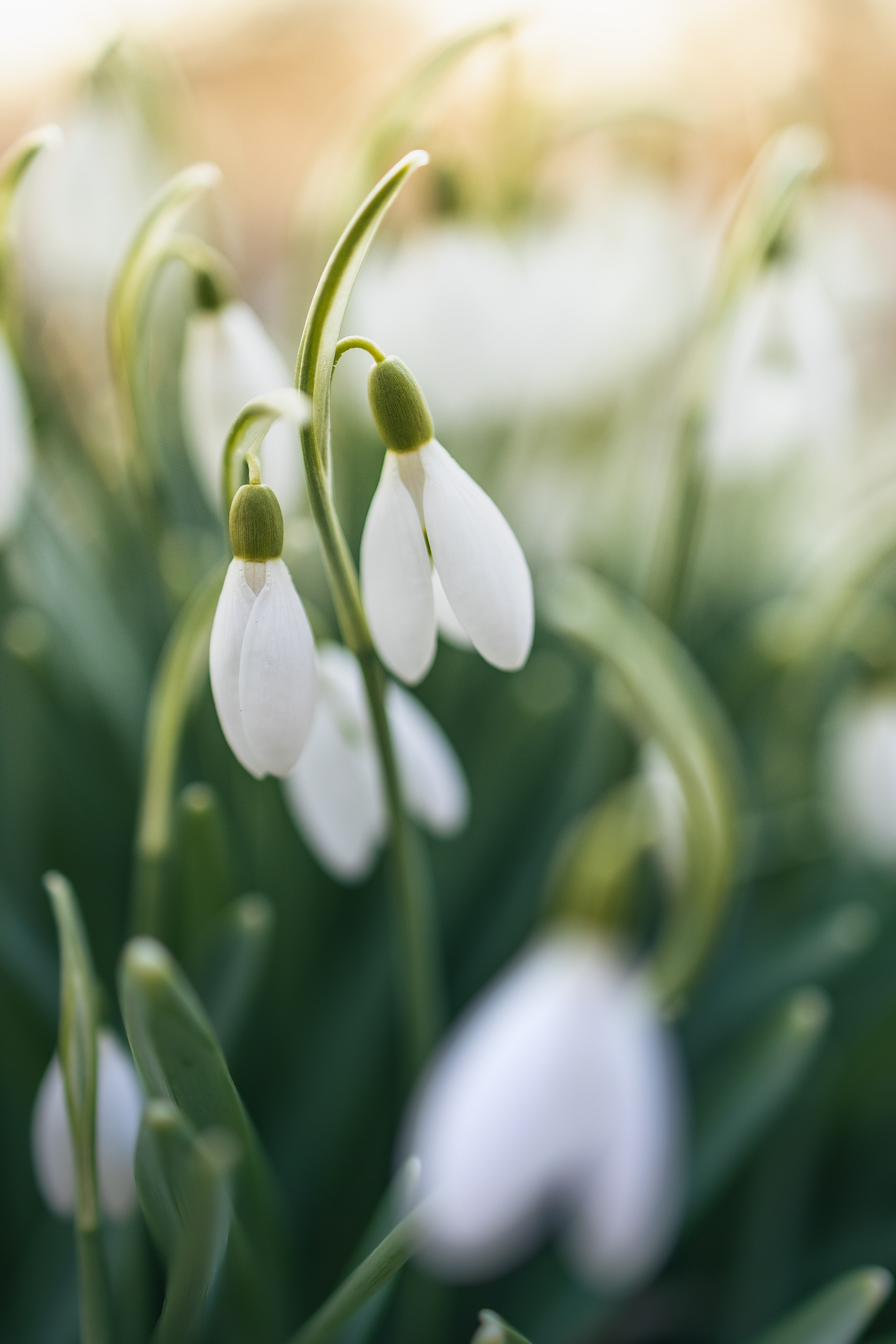 Shy Snowdrops Wallpapers Wallpaper Cave