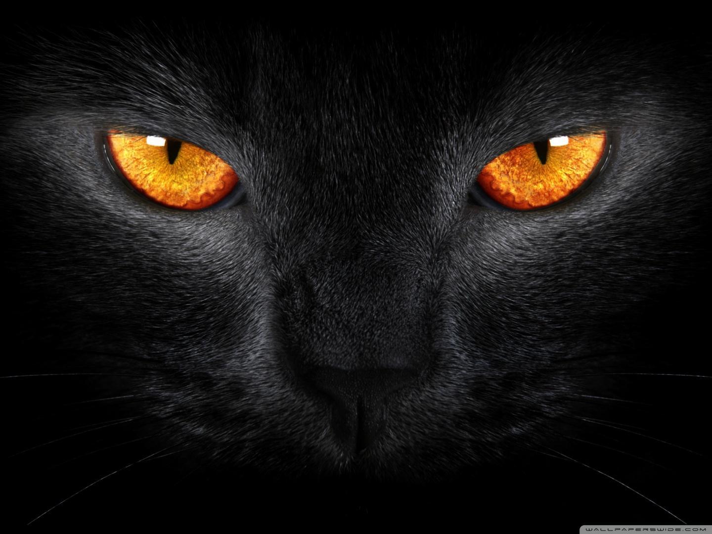 Black Cat HD desktop wallpaper, High Definition, Fullscreen