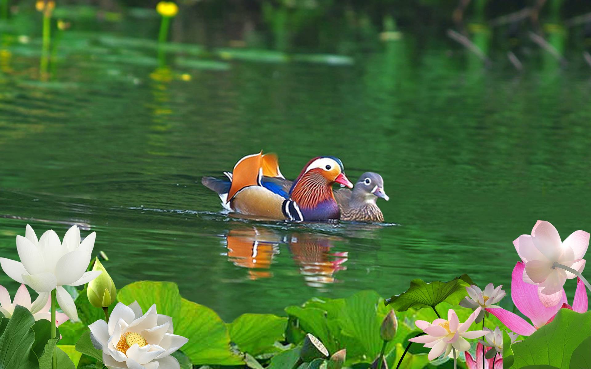 Mandarin Ducks Wallpapers Wallpaper Cave