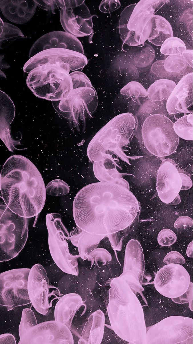 Pink Jellyfish Wallpapers Wallpaper Cave