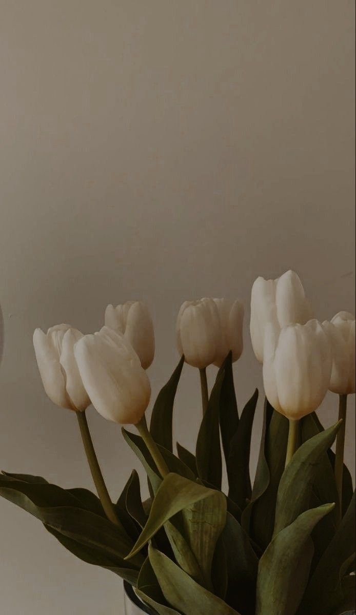 Tulips Aesthetic Wallpapers Wallpaper Cave