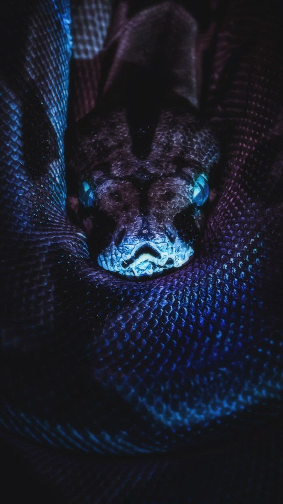 IPhone Snake Wallpapers Wallpaper Cave