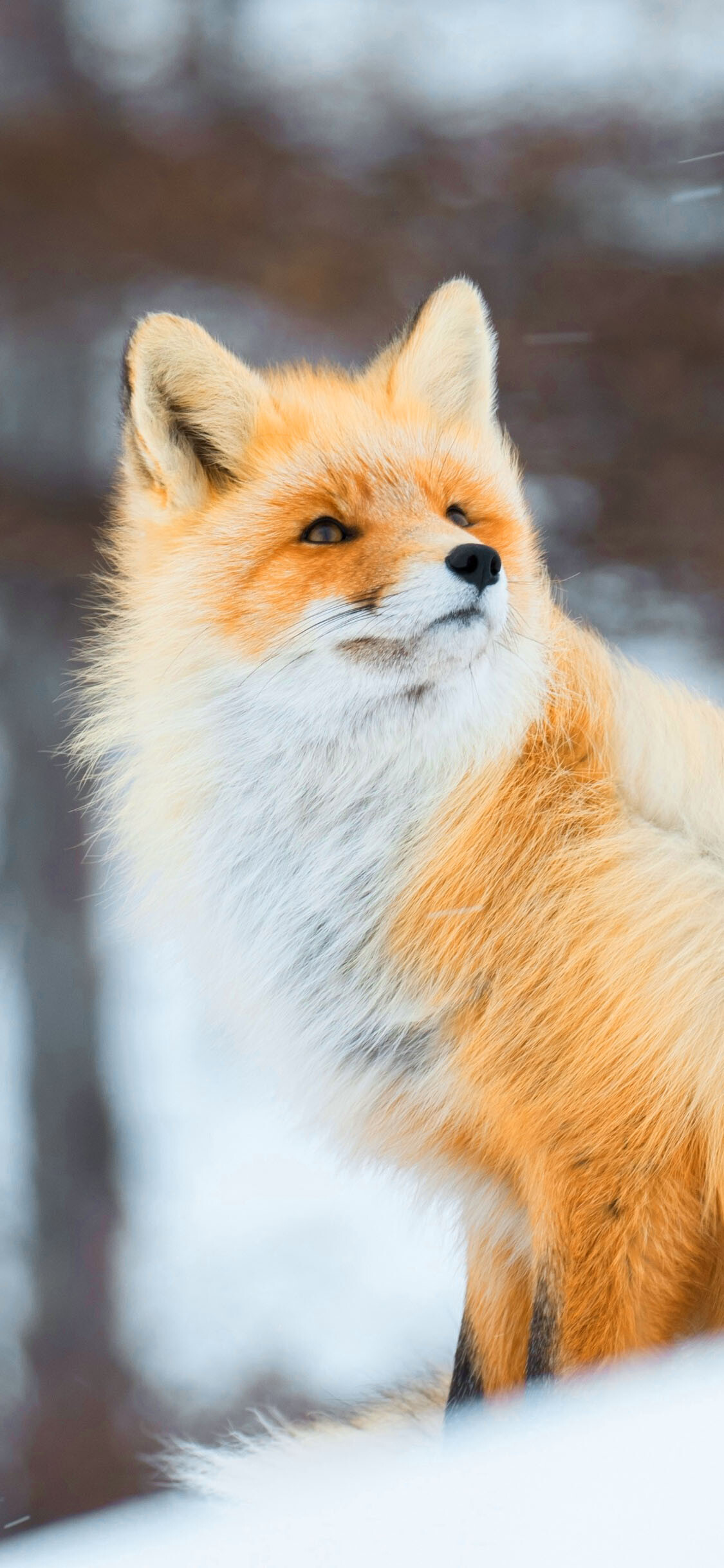 Red Fox Iphone Wallpapers Wallpaper Cave