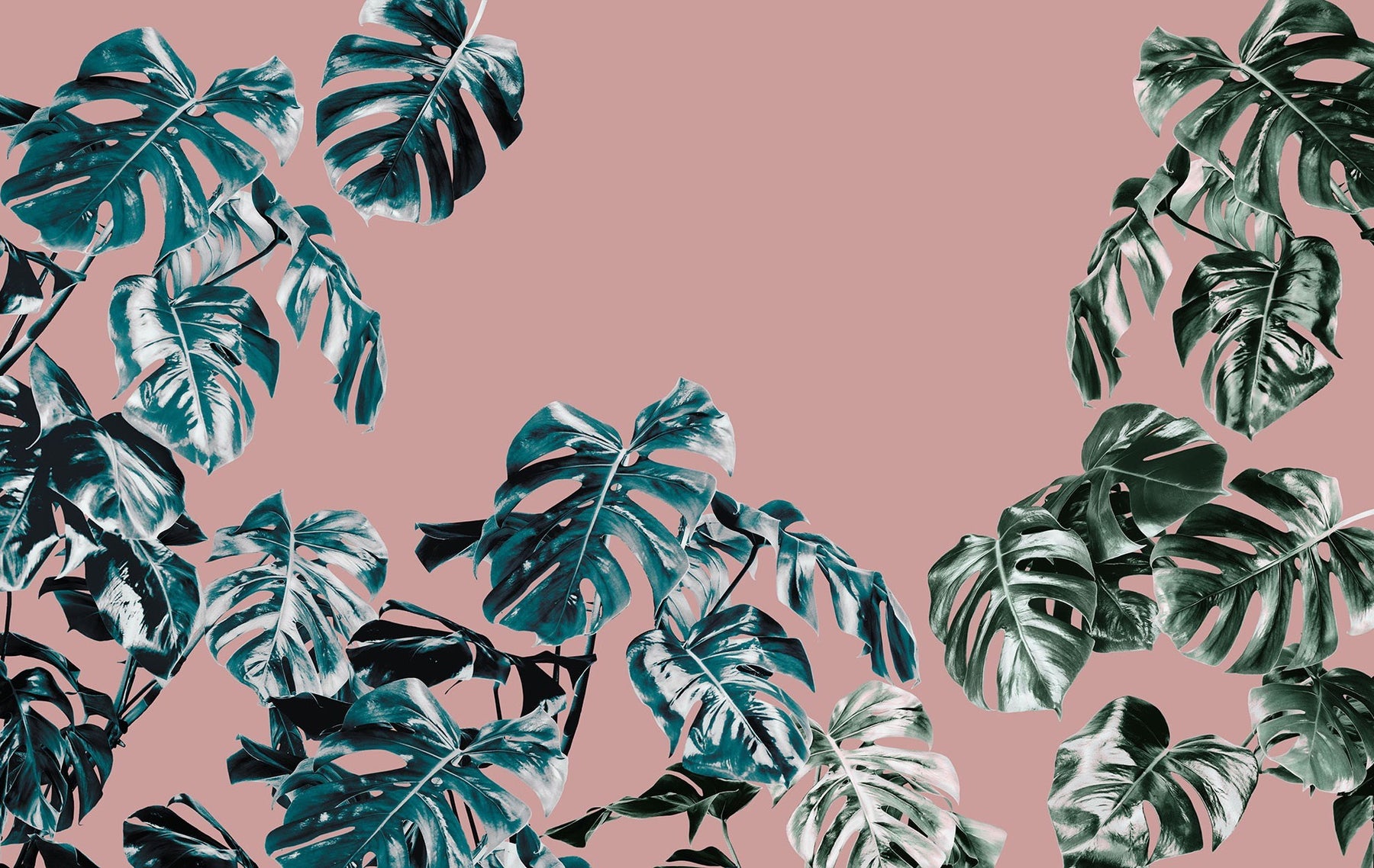 Monstera Wallpapers Wallpaper Cave