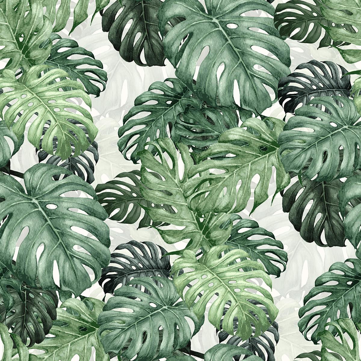 Monstera Wallpapers Wallpaper Cave