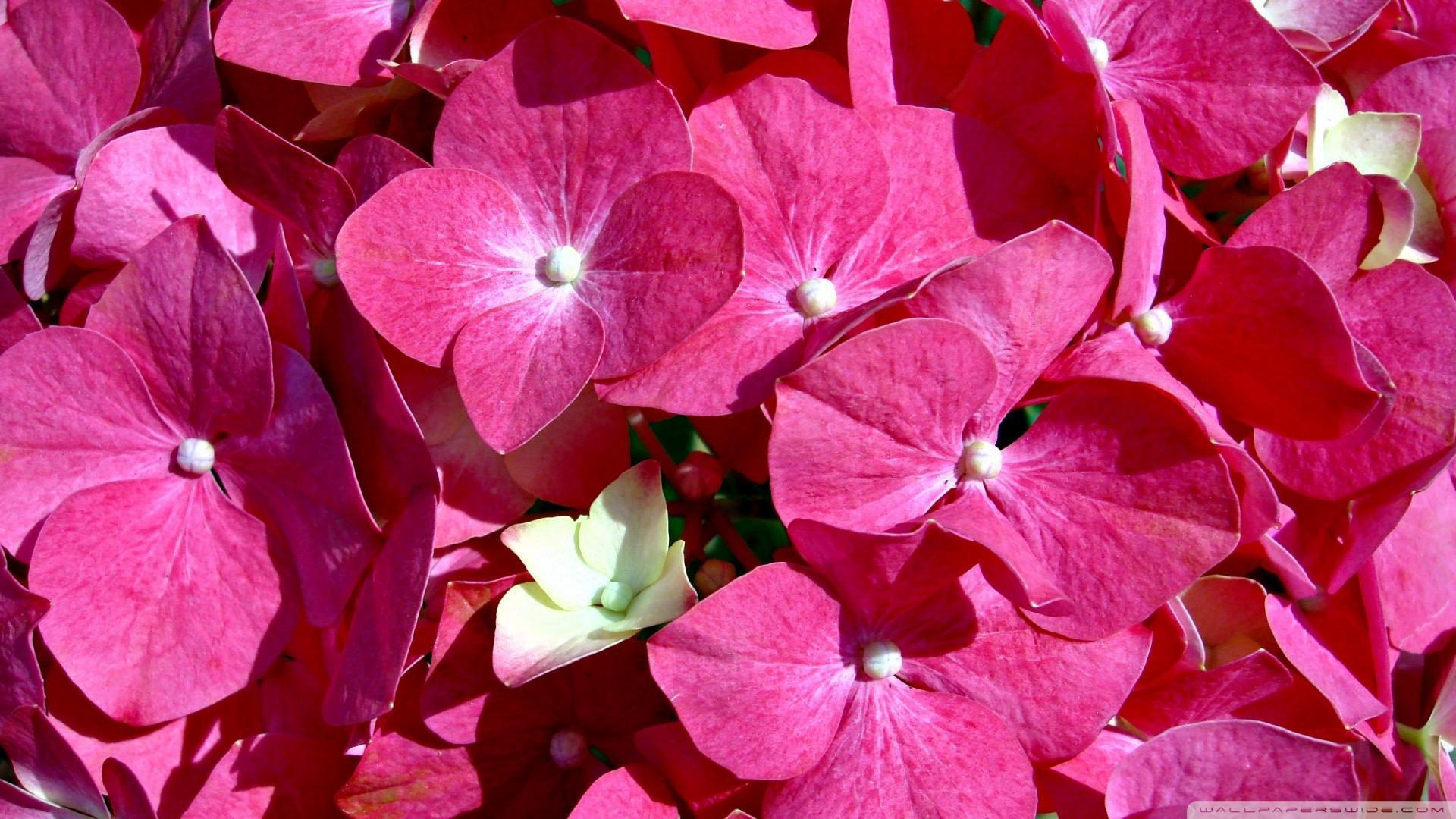 Pink Flowers HD desktop wallpaper, Widescreen, High Definition