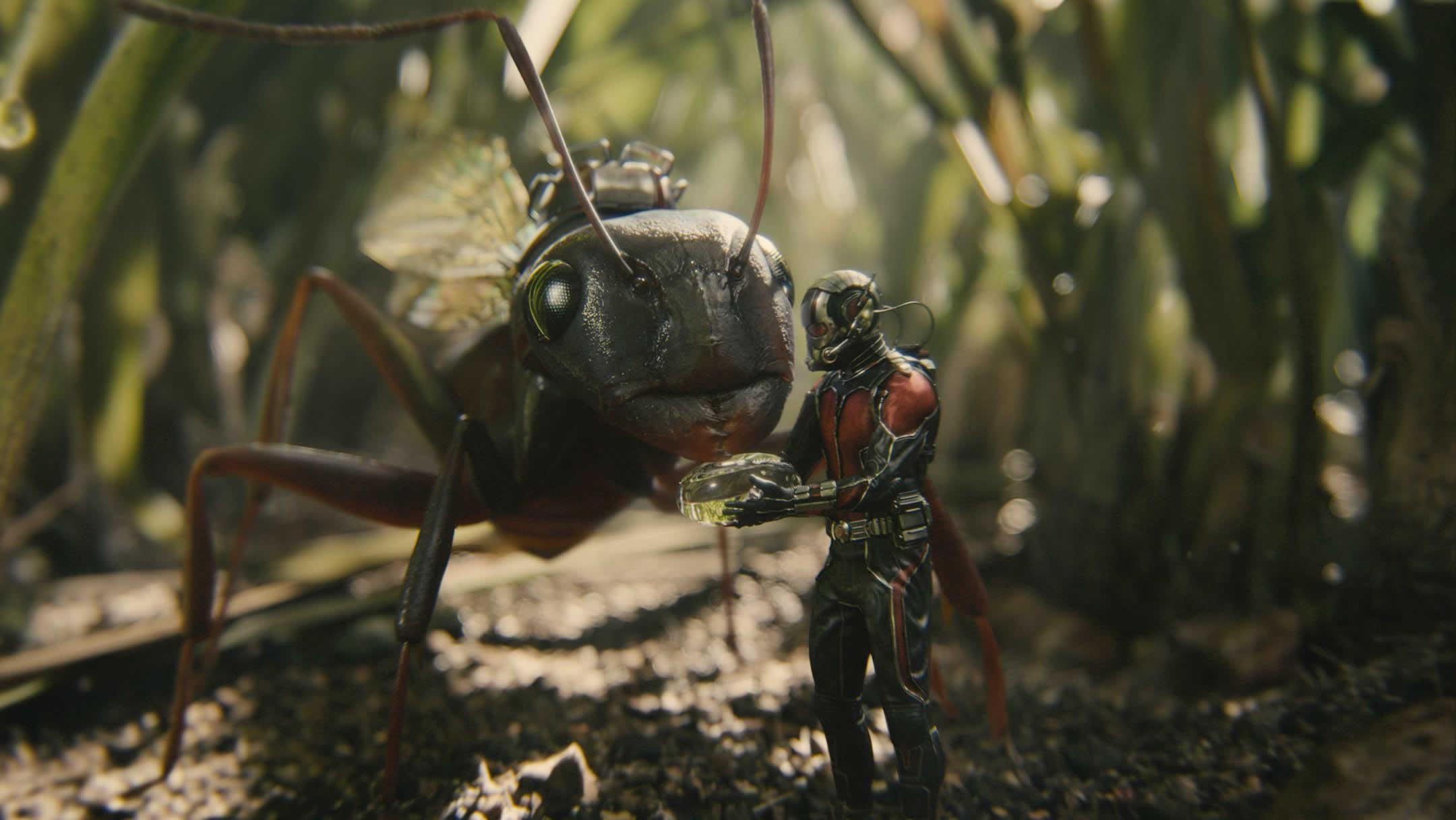 Ant Man HD Wallpaper