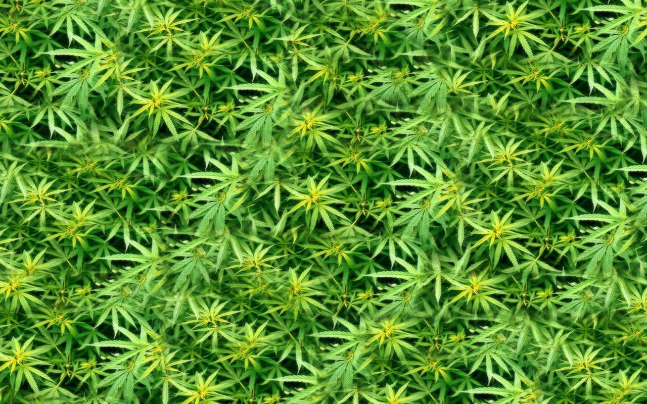Weed Live Wallpaper Apps on Google Play