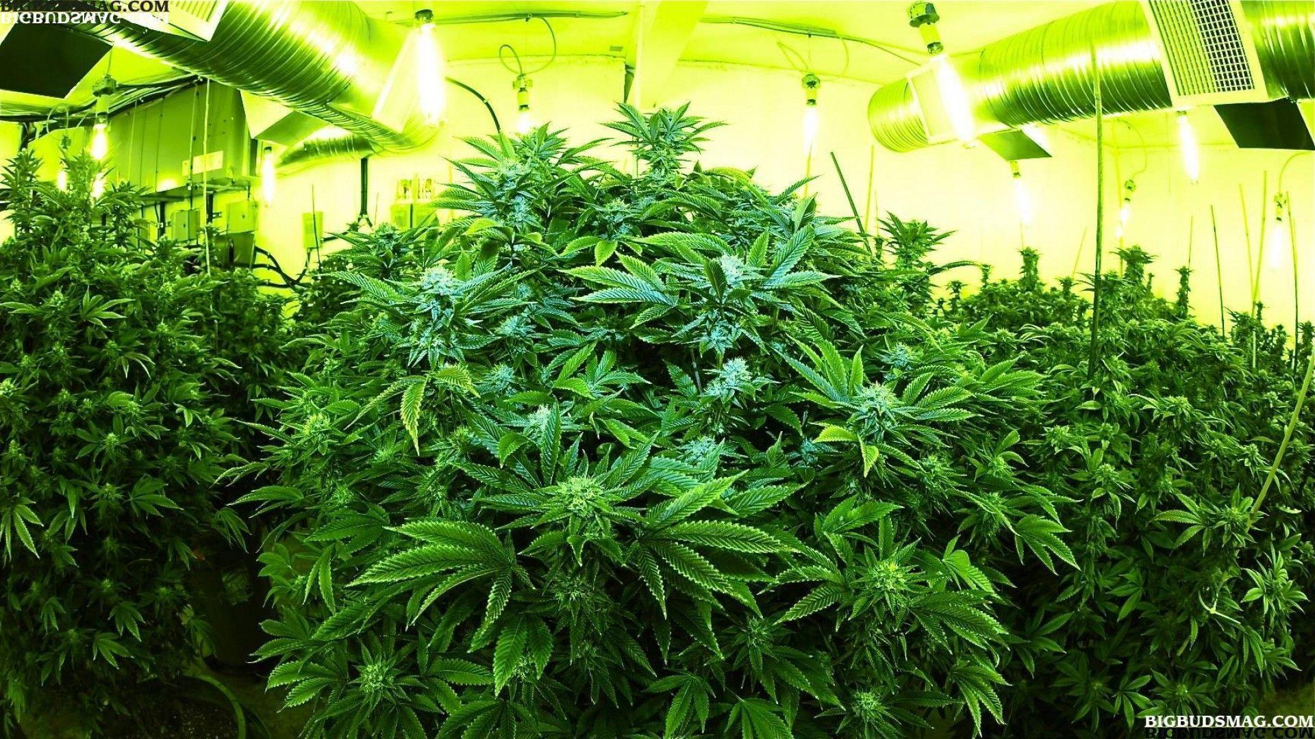 marijuana weed 420 ganja j free desktop background and wallpaper