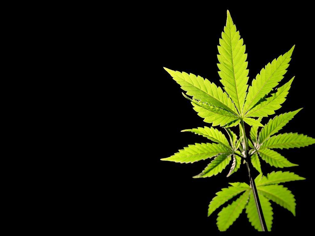 wallpaper: Wallpaper Cannabis