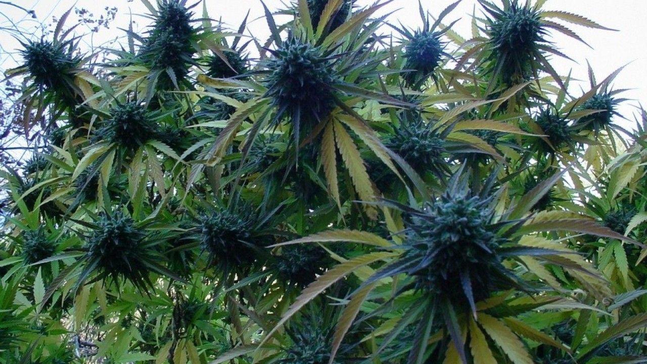 Download 1280x720 Space Kush marijuana weed 420 ganja wallpaper