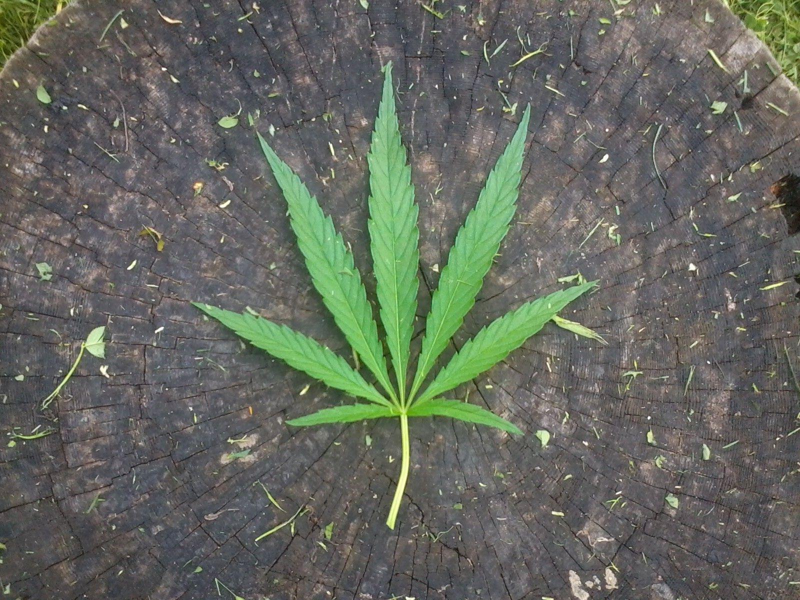 green leaf marijuana weed ganja #QV0z