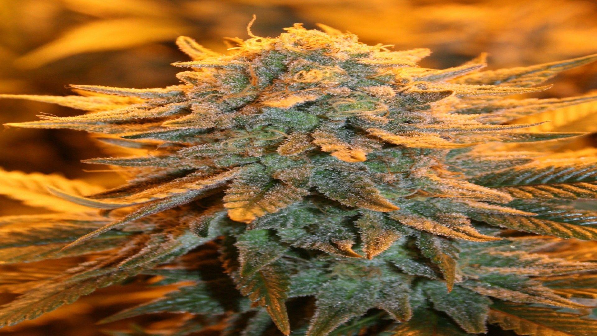 B52 Strain marijuana weed 420 ganja h wallpaperx1080