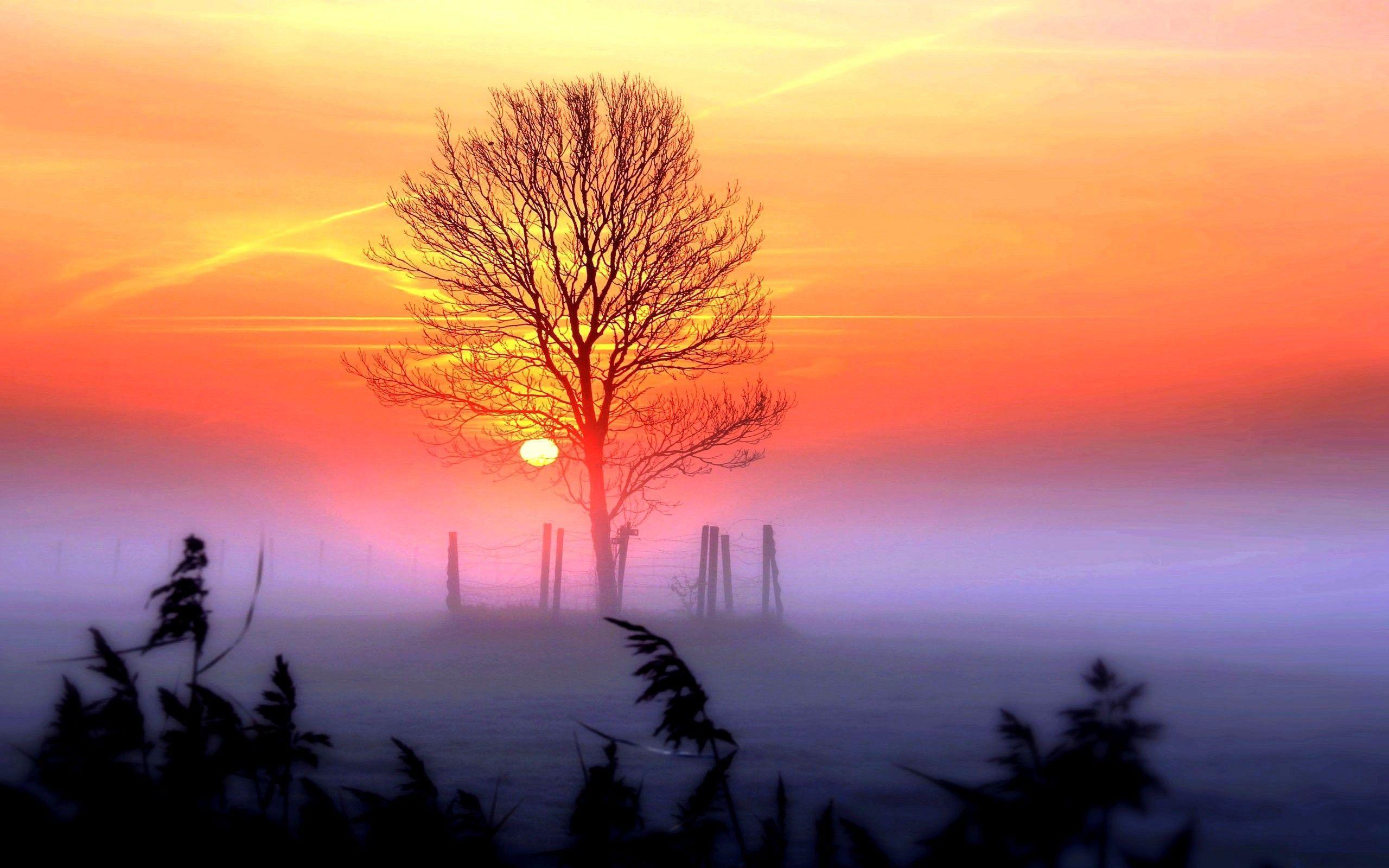 Sunset: BEAUTIFUL DAWN Sunrise Tree Colors Fog Sunset Wallpaper