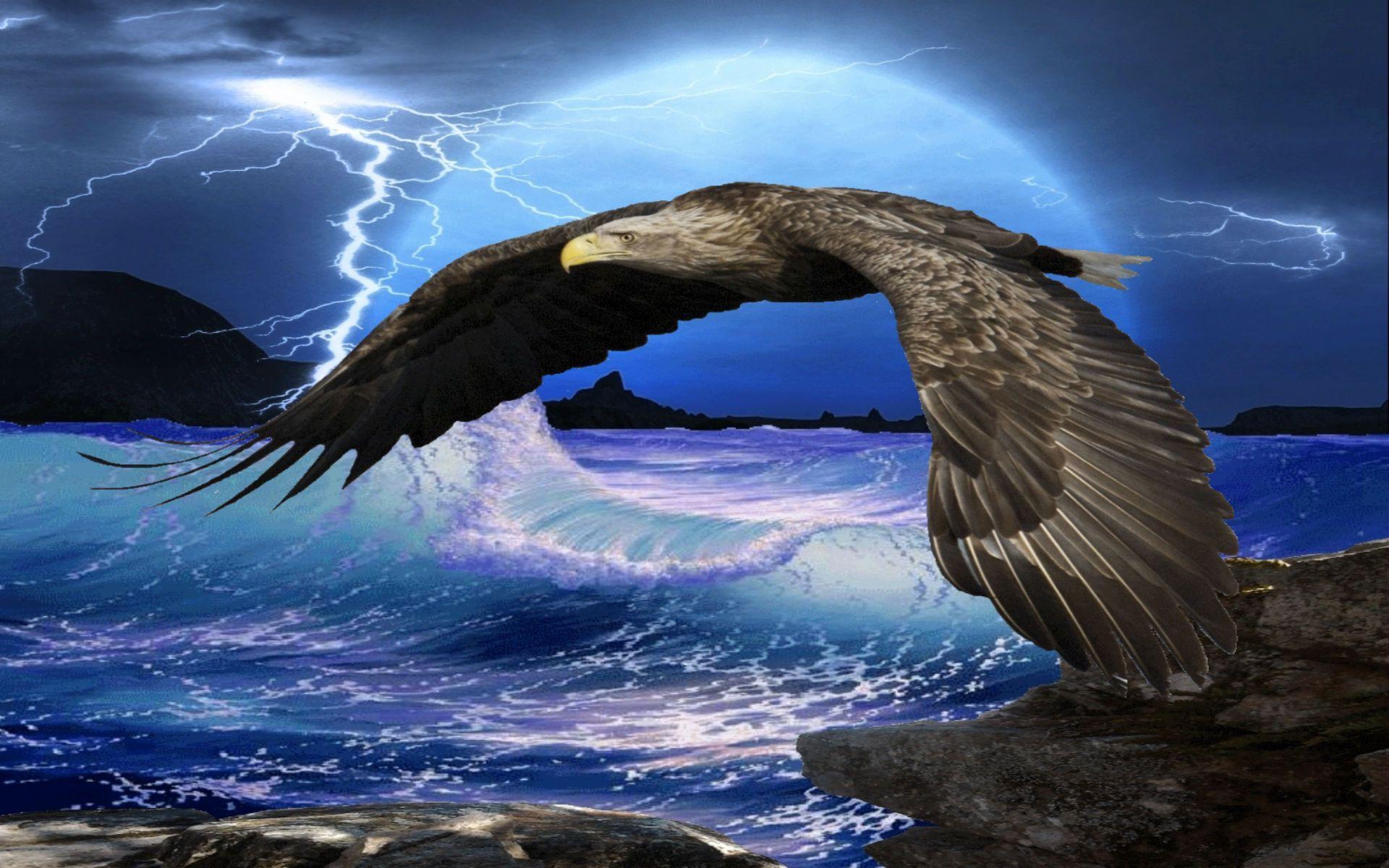 Flying Eagle HD Wallpaper. Eagle Flying HD Picture. HD