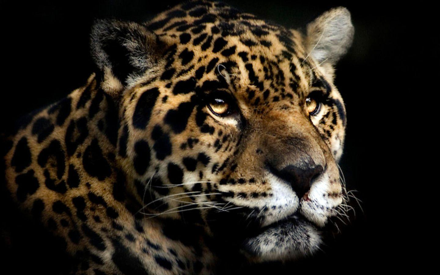 Jaguar Wallpaper Download