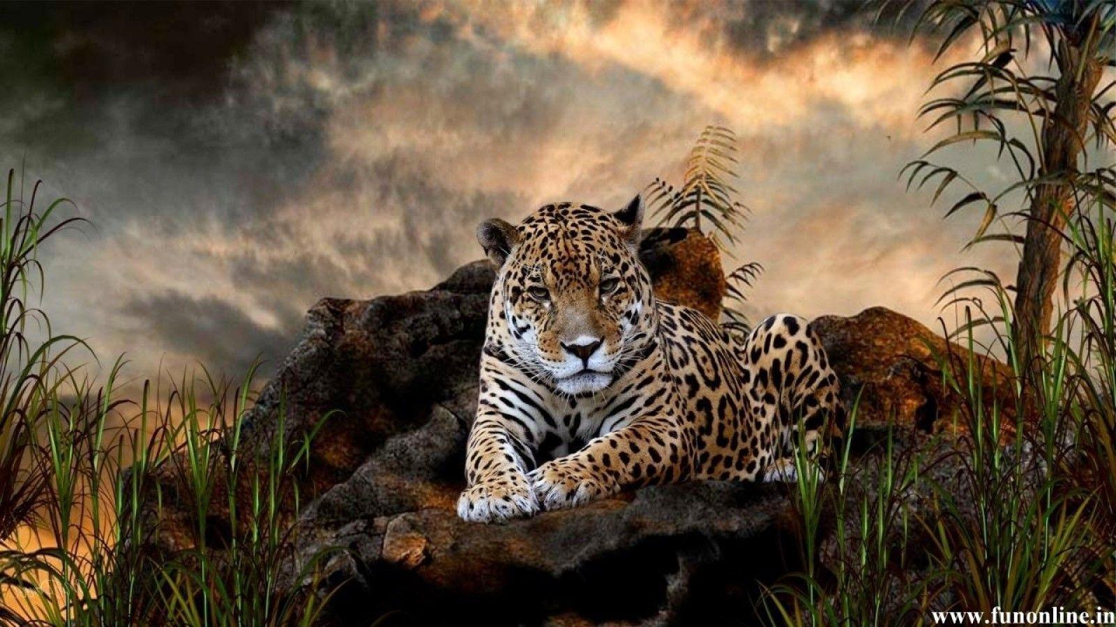 Jaguar Wallpaper HD
